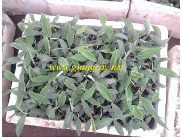 Giống cây chuối tây, Giống chuối tây nuôi cấy mô